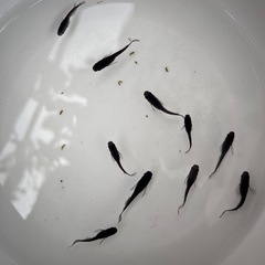 【メダカ】ブラックダイヤ松井ヒレ長10匹の画像