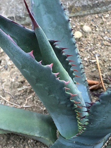 アガベ　AGAVE　ハイブリッド　シャークスキン　フェロックス　パリー　パラサナ アガベ AGAVE ハイブリッド シャークスキン フェロックス パリー