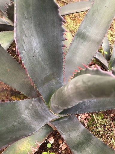 アガベフェロックス × シャークスキンハイブリッドフェロシャーク