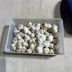 田子の無農薬ニンニク　数量限定
の画像