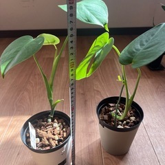 モンステラ・コンパクタ　1つ1000円の画像
