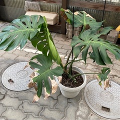 ※譲渡先決まりました‼️の画像