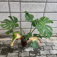 ※譲渡先決まりました‼️の画像