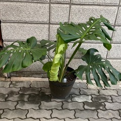 ※譲渡先決まりました‼️の画像