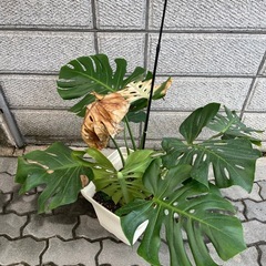 ※譲渡先決まりました‼️の画像