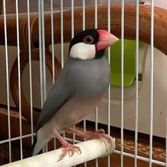 文鳥2羽　オス、メス、2025年3月生