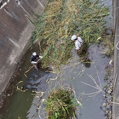 超短期！誰でもできる草刈り　日給12000円の画像