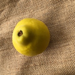 かりんの実　花梨　2個100円の画像