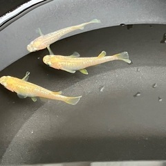 ⚡️オフホワイト 成魚 メス3匹 オス1匹 (リアルロングフィン入り) part 2の画像