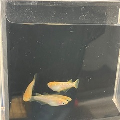 ⚡️オフホワイト 成魚 メス3匹 オス1匹 (リアルロングフィン入り) part 2の画像
