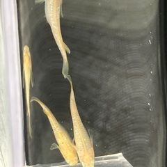 ⚡️オフホワイト 成魚 メス3匹 オス1匹 (リアルロングフィン入り) part 2の画像