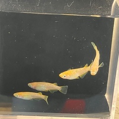 ⚡️オフホワイト 成魚 メス3匹 オス1匹 (リアルロングフィン入り) part 2の画像