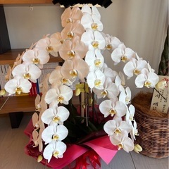 胡蝶蘭2の画像