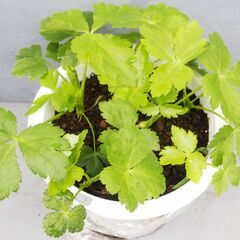 🔴🌱三つ葉の種🌱🔴野菜・ハーブの苗・ガーデニング・園芸・植物・花・栽培・緑の画像