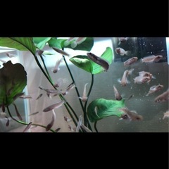 ニューレインボースネークヘッド稚魚の画像
