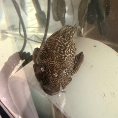 プレコ15cmの画像