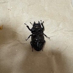 国産オオクワガタ能勢YGの画像