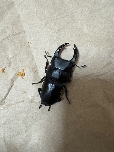 国産オオクワガタ能勢YG