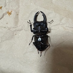 国産オオクワガタ能勢YGの画像