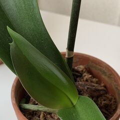 胡蝶蘭の画像