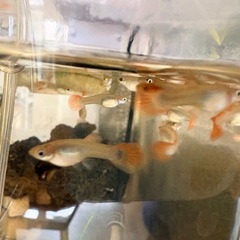 グッピー kんしょうぎょ観賞魚(決定した）の画像