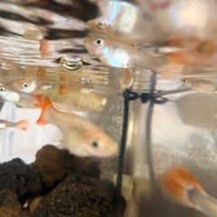 グッピー kんしょうぎょ観賞魚(決定した）の画像