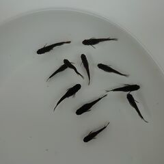メダカ・めだか　たくさんいますの画像