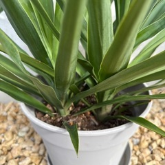 青年の木　ユッカ　観葉植物
の画像