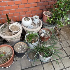 【無料】庭植木 鉢　ガーデニング 植物の画像