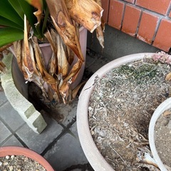 【無料】庭植木 鉢　ガーデニング 植物の画像