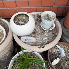 【無料】庭植木 鉢　ガーデニング 植物の画像