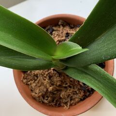 ピンク胡蝶蘭の画像