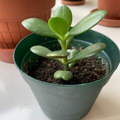 金のなる木の画像