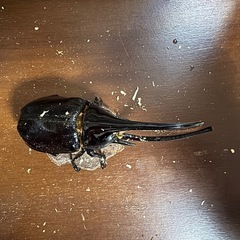 ネプチューンオオカブト♂単
の画像