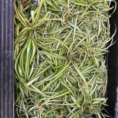 オリヅルラン【観葉植物】の画像