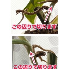 斑入りモンステラ＋実生モンステラ10苗＋花台ラックの画像