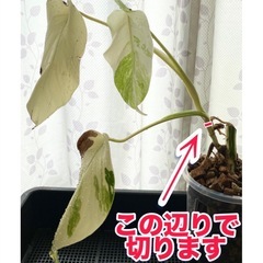 斑入りモンステラ＋実生モンステラ10苗＋花台ラックの画像