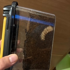 カブトムシ　幼虫　5匹の画像