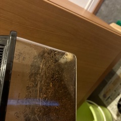 カブトムシ　幼虫　5匹の画像