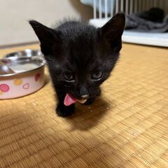 黒猫【生後1ヵ月くらい】元気いっぱいです - 高松市