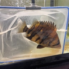 ダトニオプラスワン 13〜14センチの画像