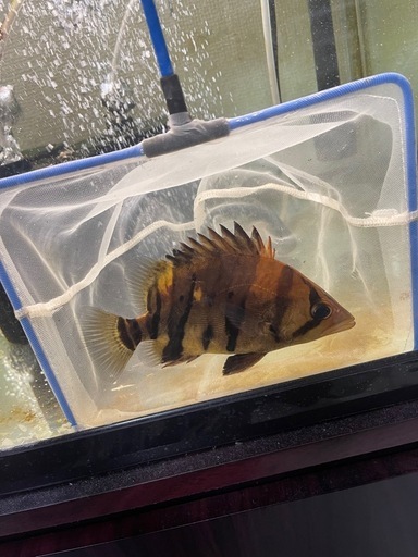ダトニオプラスワン 13〜14センチ