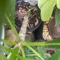 白い花　プルメリア　ハワイ　花　観葉植物　塊根植物　多肉植物　ビザールプランツ　レアプランツ　ガーデニング　植物　グリーン　趣味　盆栽　葉　花　庭　草　インテリア　おしゃれ　飾り　園芸　の画像