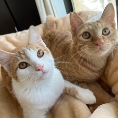 かわいい茶トラ兄弟☆里親募集中!!