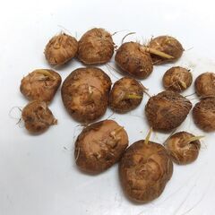 トリトニアの球根（１５球）　無料で差し上げます　残り３パックの画像