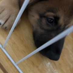 生後2ヶ月の大型犬ミックス子犬