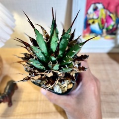 希少種！ばりカッコイイ！アガベ ユタエンシス エボリスピナ【安心の発根済み】厳選株！の画像