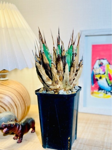 希少種！ばりカッコイイ！アガベ ユタエンシス エボリスピナ【安心の発根済み】厳選株！