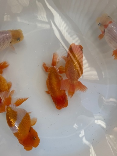 らんちゅう　当歳魚