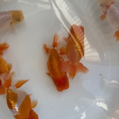 らんちゅう　当歳魚の画像